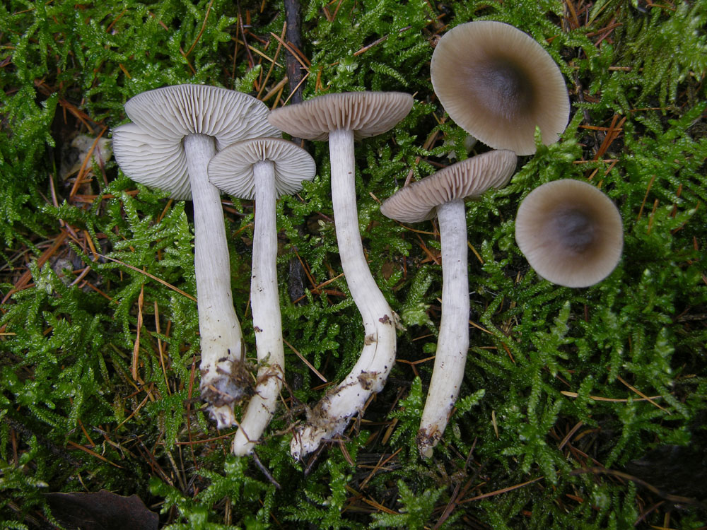 Qualche idea per questo Entoloma?